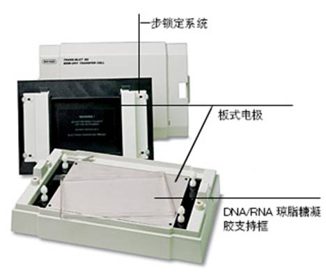 美国Bio-rad伯乐Trans-Blot SD 半干转印槽